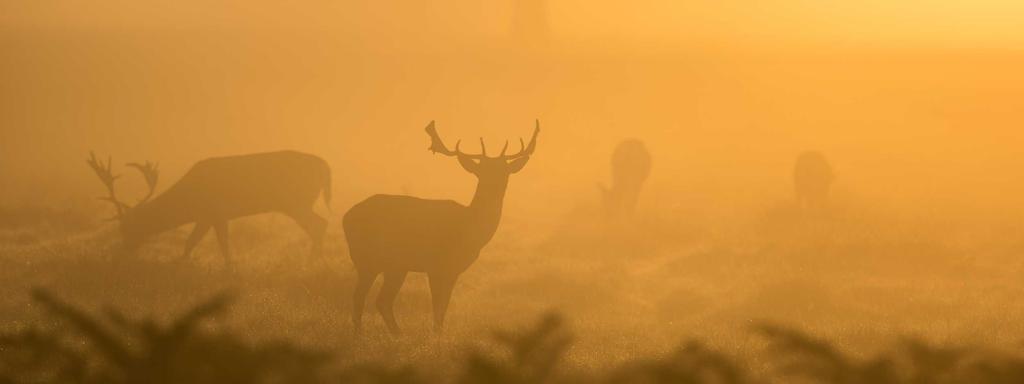 Foto di copertina