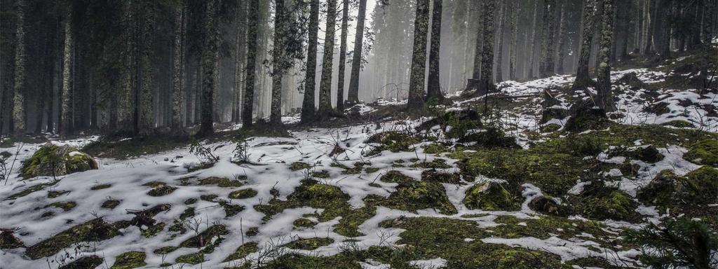 Foto di copertina